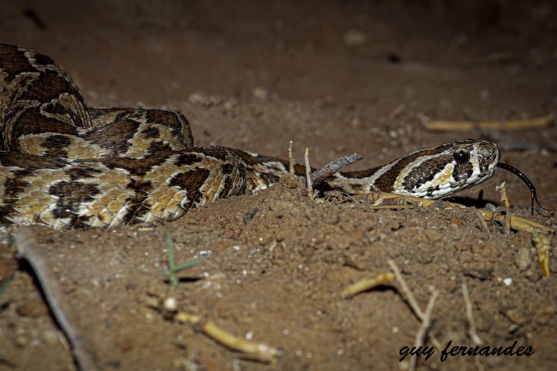לוכד נחשים -בתל אביב- / צפע מצוי - Daboia palaestinae