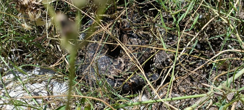 לוכד נחשים : בחולון - לכידת צפע בביוב של כלביה.