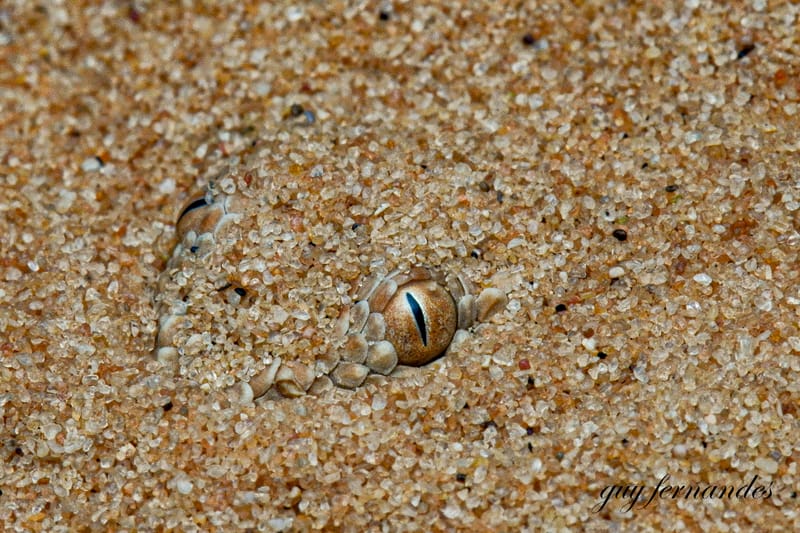 עכן קטן - Cerastes vipera