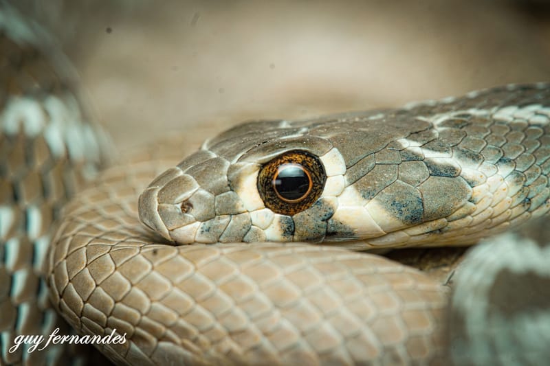זעמן אוכפים - Platyceps rogersi