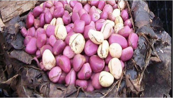Ebhie (Kolanut)