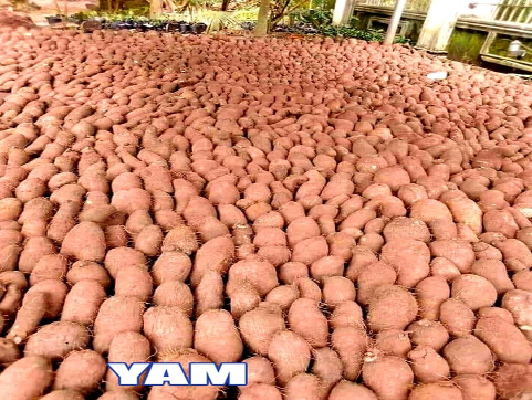 Iyan (Yam)