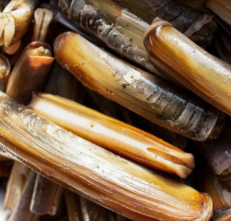 RAZOR CLAMS