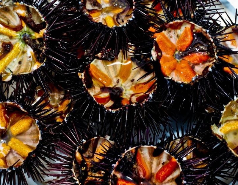 SEA URCHINS