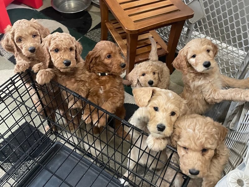Adoption