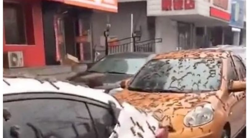 عاصفة مطرية من الديدان تضرب بكين