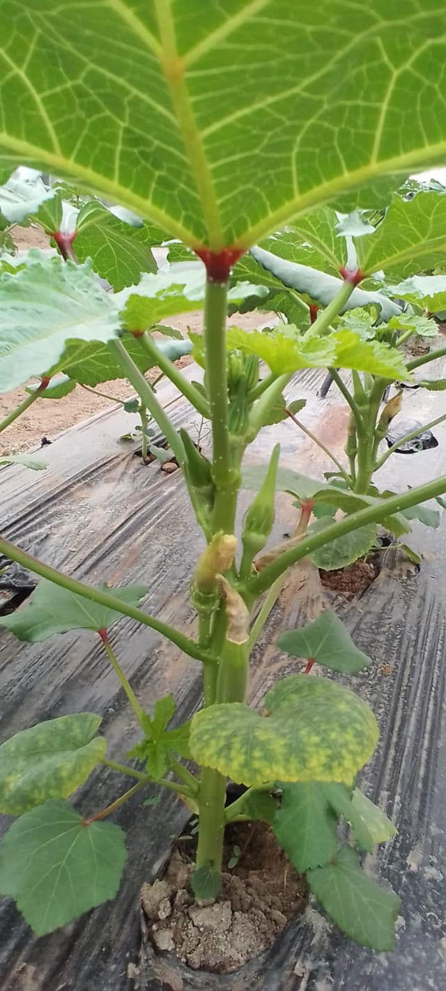 باحثون عراقيون يطورون أصنافاً جديدة من (الباميا)