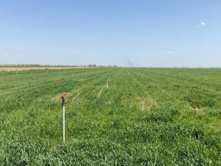 مساهمة من اليابان بقيمة 2.6 مليون دولار أمريكي لتحسين الأمن الغذائي للمجتمعات الضعيفة في ديالى