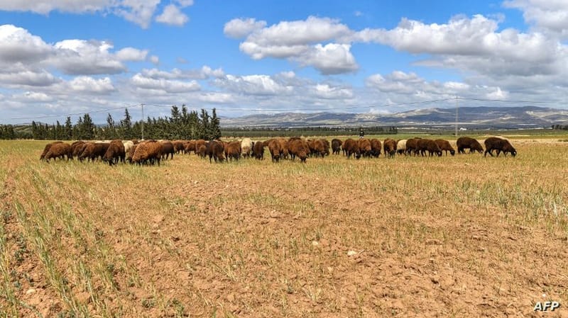 تونس جفاف "غير مسبوق".. تونس تنتظر موسما "كارثيا" في زراعة الحبوب