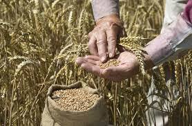 وزير الدفاع الإيطالي يعترف: الجزء الأكبر من الحبوب الأوكرانية لم يشحن إلى إفريقيا