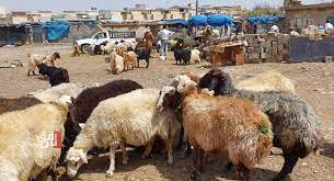 نزاع على ذبح ماشية ينتهي بمقتل شخص في السليمانية