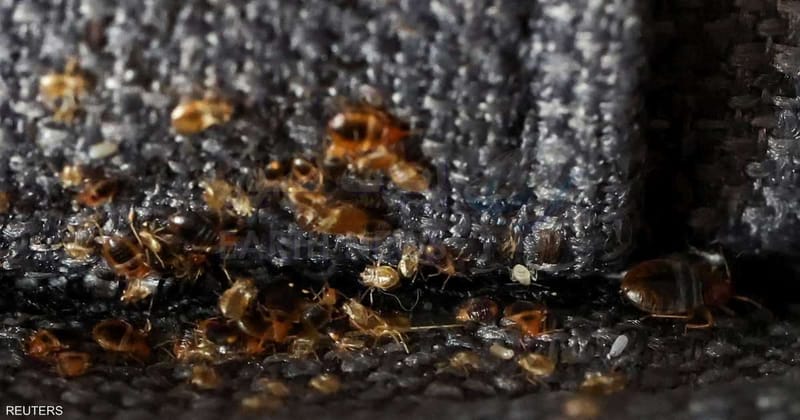 “البق” يغزو باريس.. والحكومة تسابق الزمن للقضاء عليه