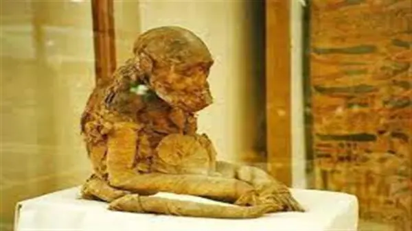 سر الشمس والقمر والحكمة.. لماذا حنط المصريون القدماء قرد البابون؟