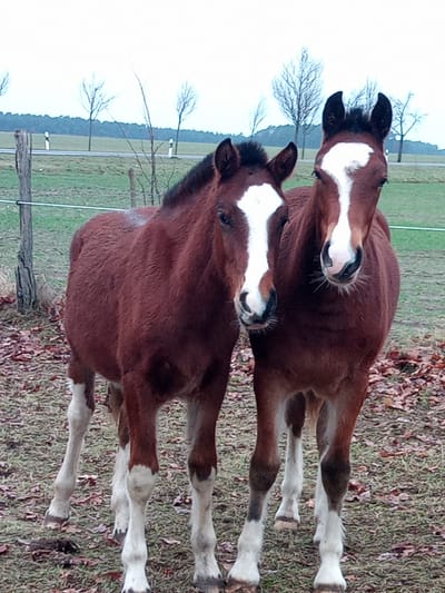 Zum Pferd gekommen image