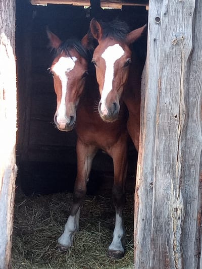 Zum Pferd gekommen image