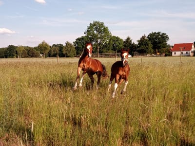 Zum Pferd gekommen image