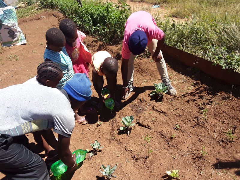 Food garden