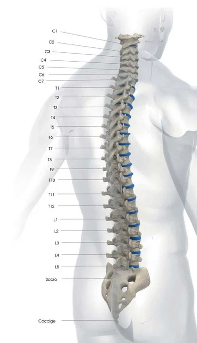 Prestate attenzione alla vostra colonna vertebrale image