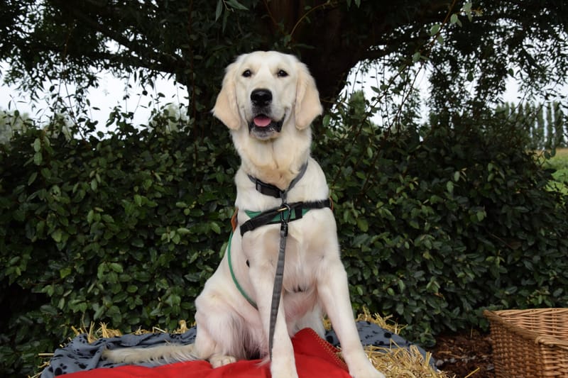 hondjes vrienden der blinden