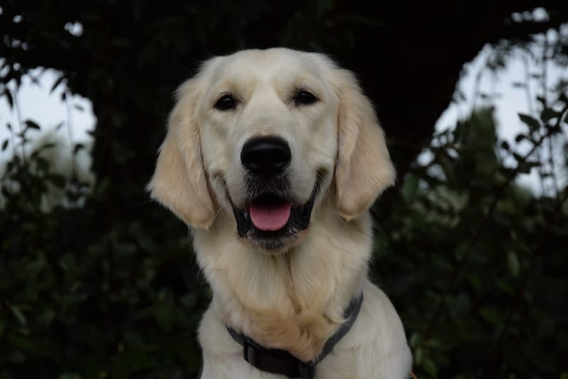 hondjes vrienden der blinden