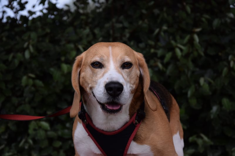 hondjes vrienden der blinden