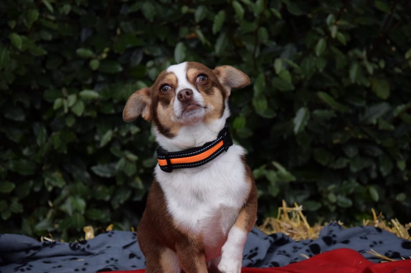 hondjes vrienden der blinden