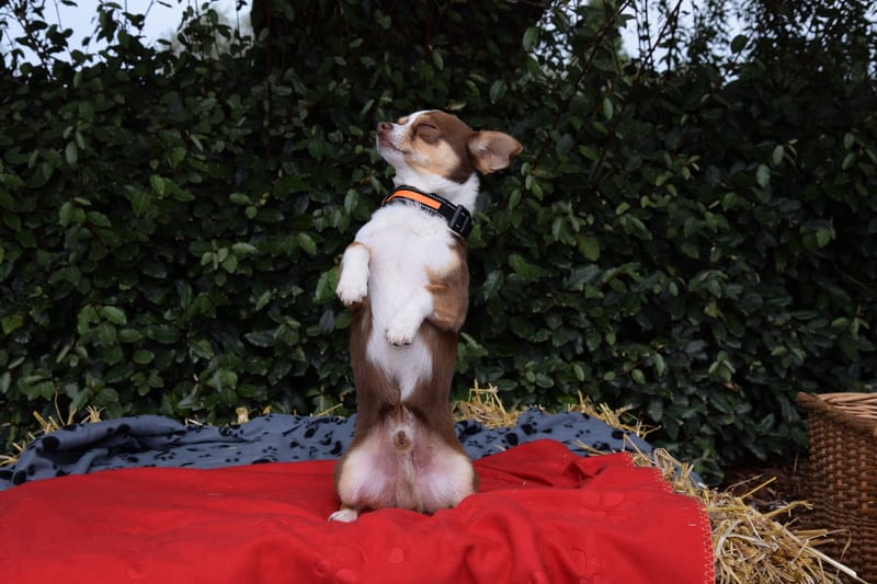 hondjes vrienden der blinden