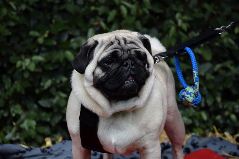 hondjes vrienden der blinden