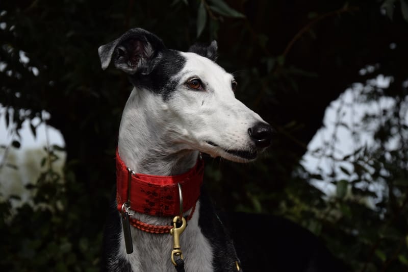 hondjes vrienden der blinden