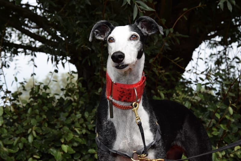 hondjes vrienden der blinden