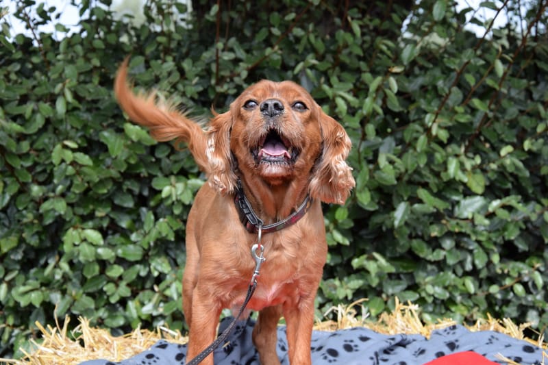 hondjes vrienden der blinden
