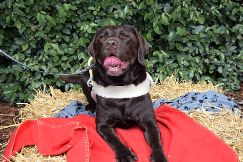 hondjes vrienden der blinden