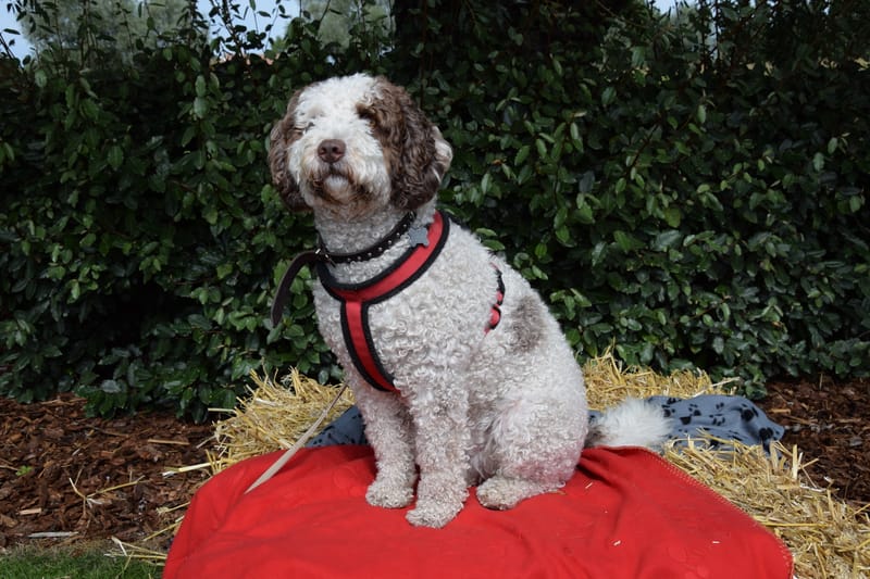 hondjes vrienden der blinden