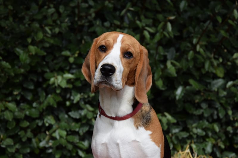 hondjes vrienden der blinden