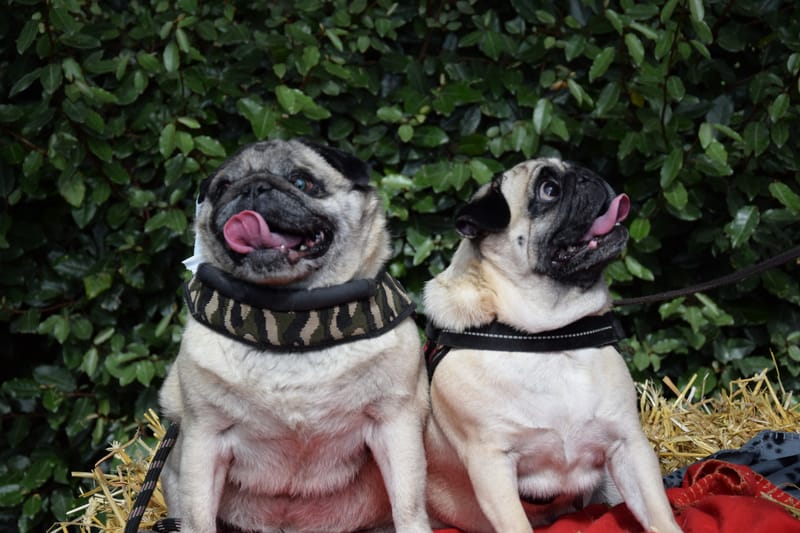 hondjes vrienden der blinden