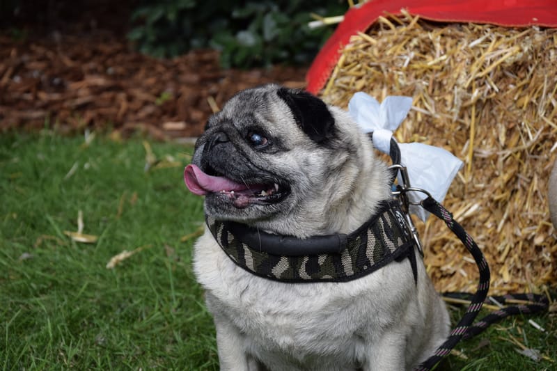 hondjes vrienden der blinden