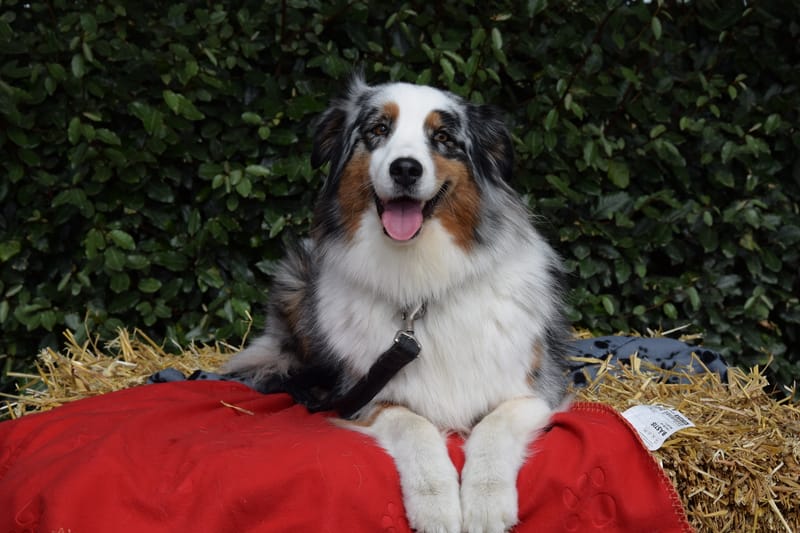 hondjes vrienden der blinden