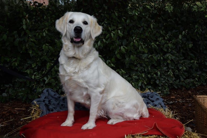 hondjes vrienden der blinden