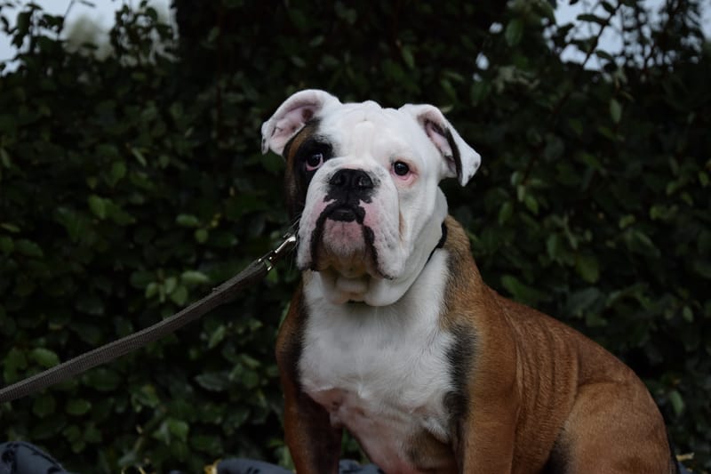 hondjes vrienden der blinden