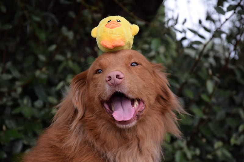 hondjes vrienden der blinden