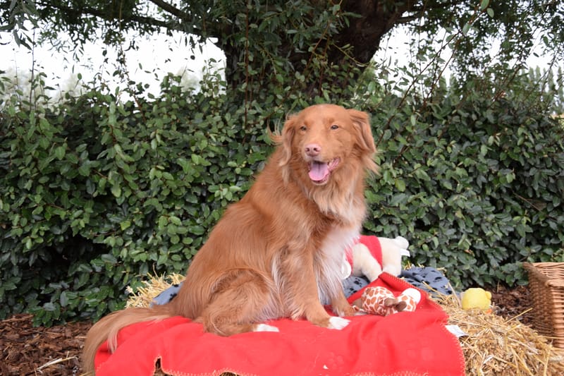 hondjes vrienden der blinden