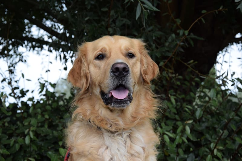 hondjes vrienden der blinden