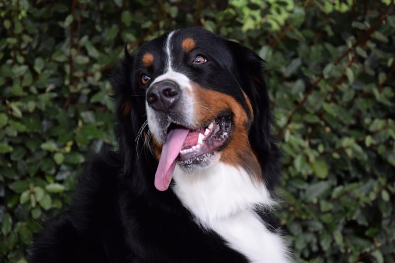 hondjes vrienden der blinden