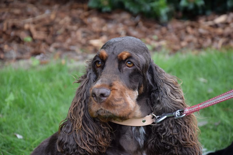 hondjes vrienden der blinden