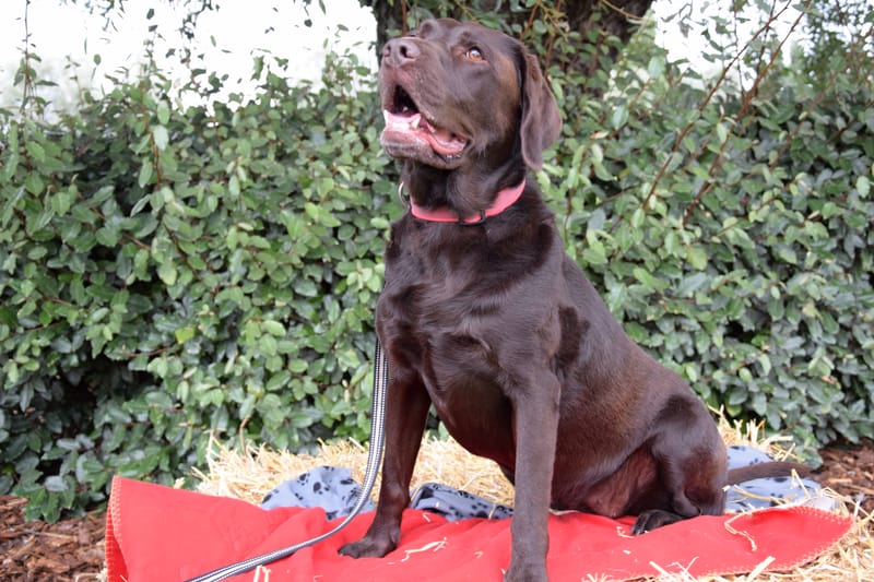 hondjes vrienden der blinden