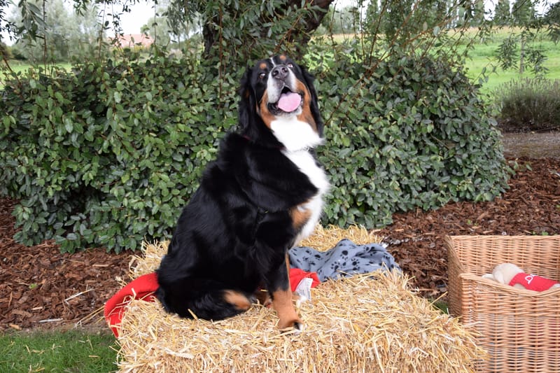 hondjes vrienden der blinden