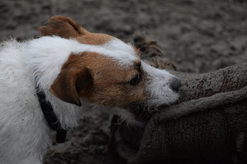 leren hondjes fotograferen