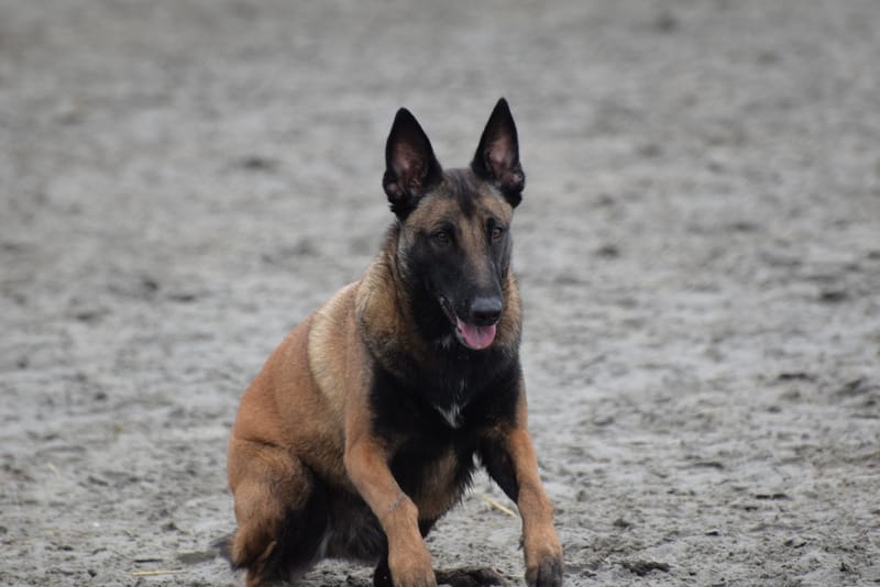 leren hondjes fotograferen