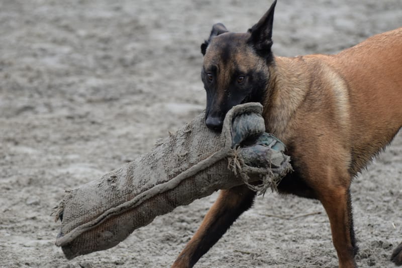 leren hondjes fotograferen
