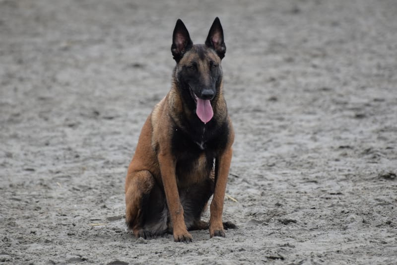 leren hondjes fotograferen